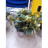 Potted Golden Torch rhododendron