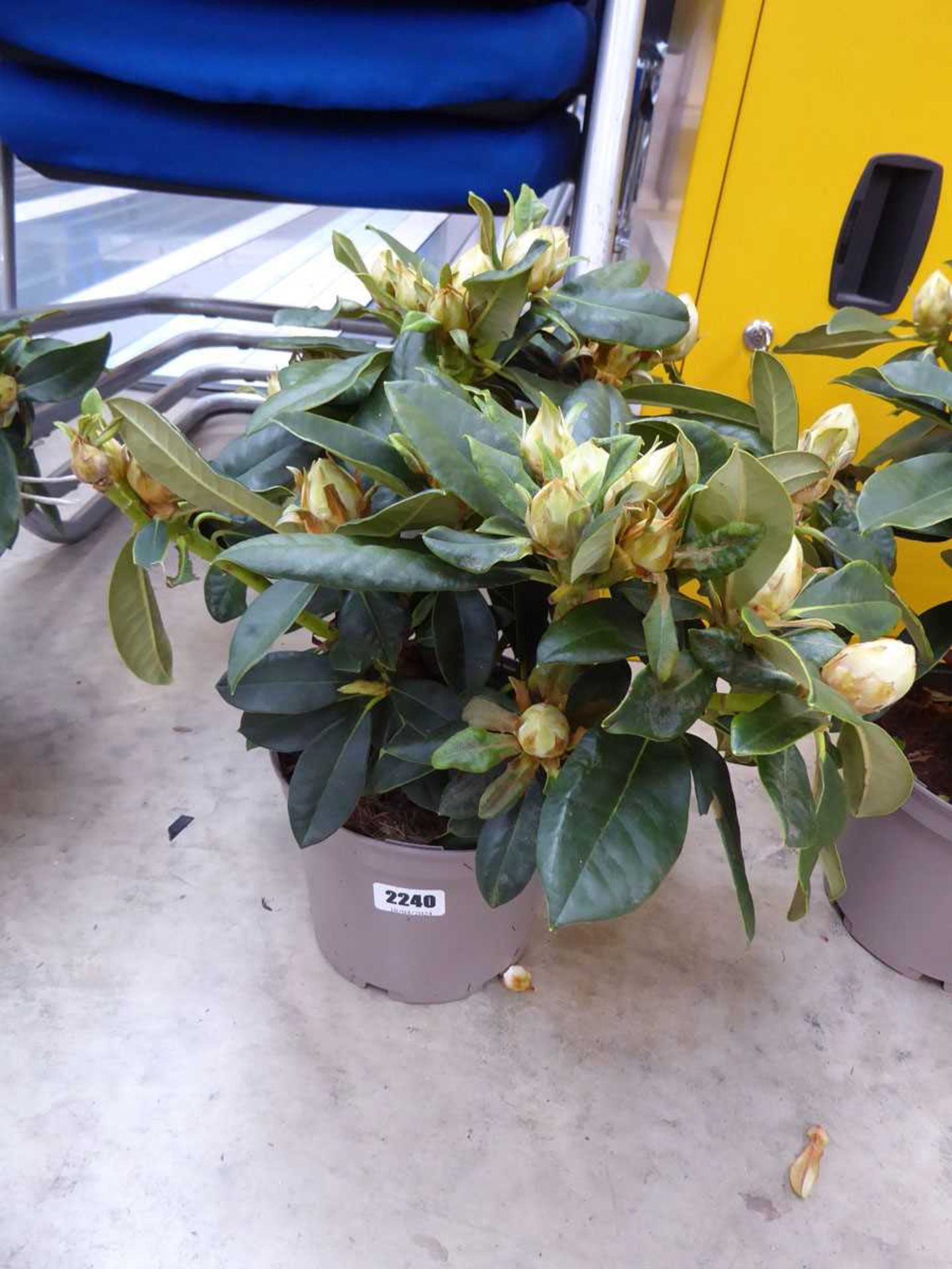 Potted Golden Torch rhododendron