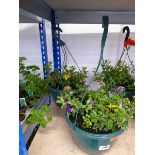 Pair of pre planted hanging baskets containing mixed plants