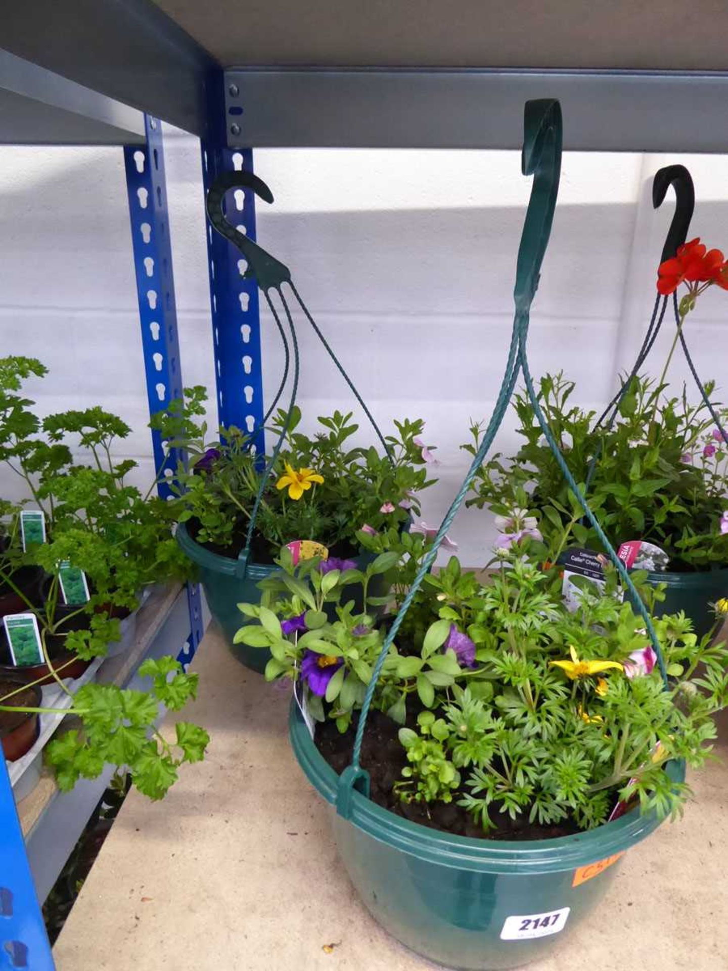 Pair of pre planted hanging baskets containing mixed plants