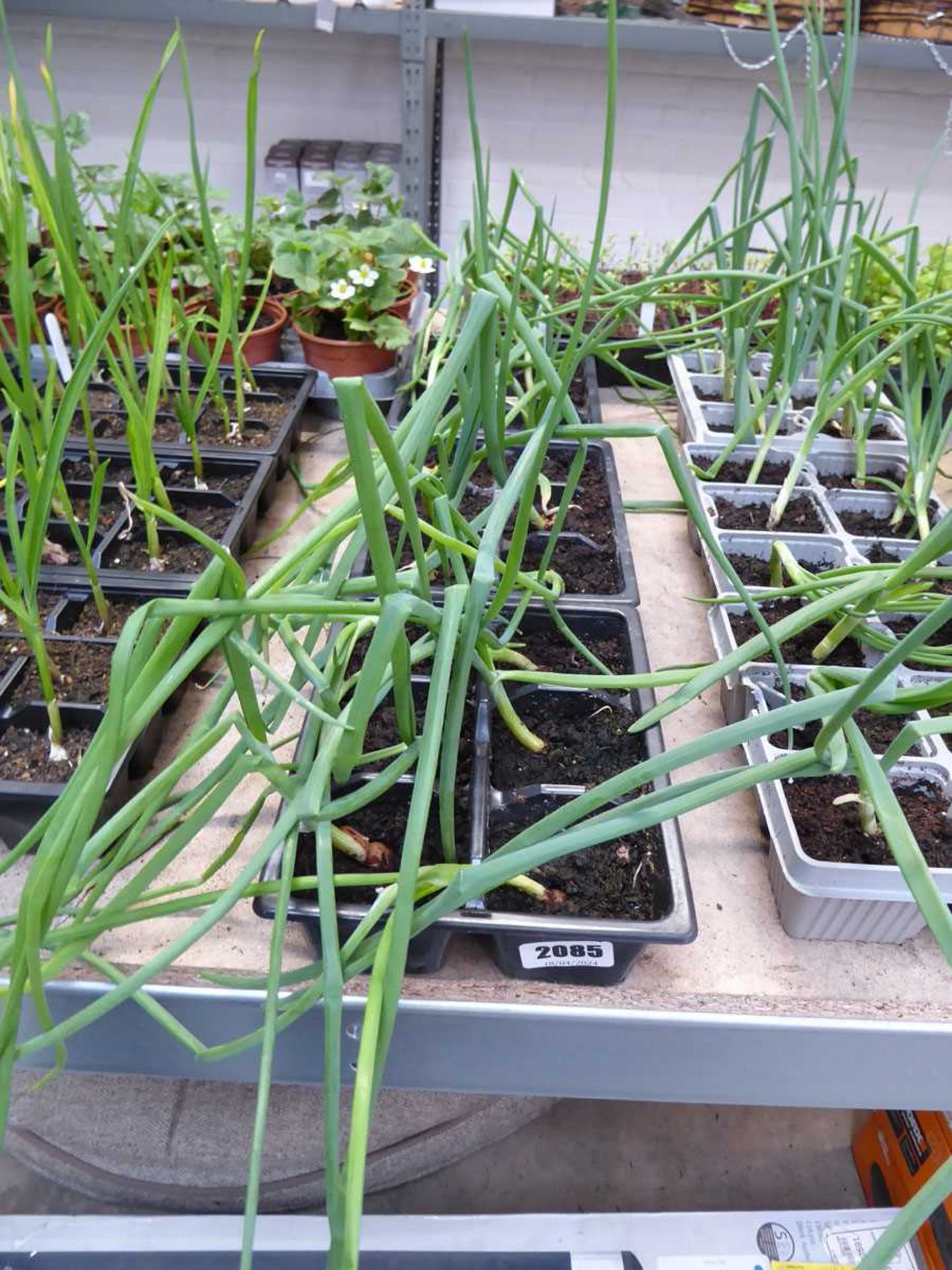 3 trays of onion plants