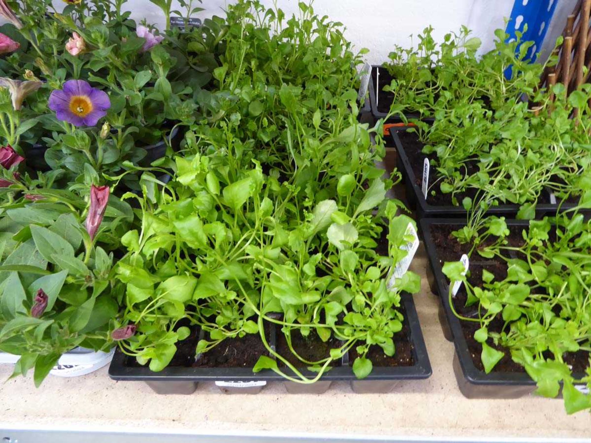 3 trays of mixed trailing lobelia