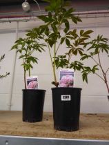 Pair of potted pink paeonia