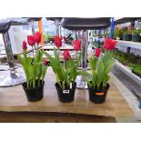 3 potted Pretty Women tulips