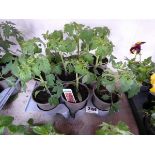 Tray containing 9 pots of Garden Delight tomato plants