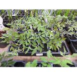 1 tray of mixed tomato plants to include varieties such as golden sunrise and money maker