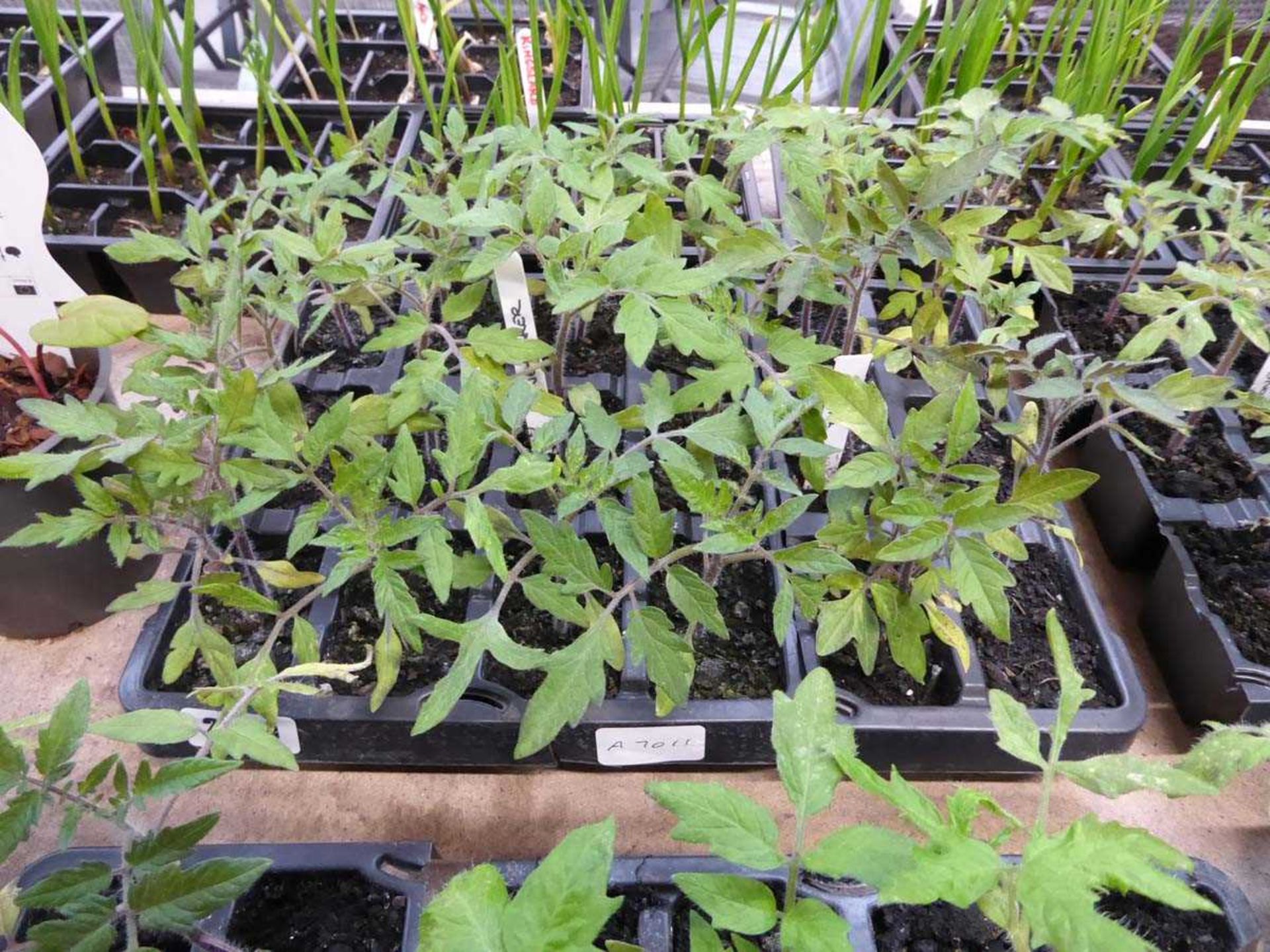 1 tray of mixed tomato plants to include varieties such as golden sunrise and money maker