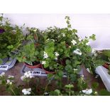 Tray containing 9 pots of white Gulliver Bacopa