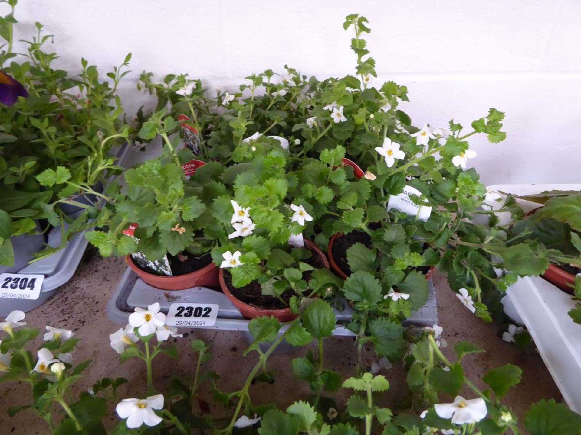 Tray containing 9 pots of white Gulliver Bacopa