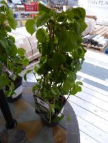 +VAT Potted climbing hydrangea