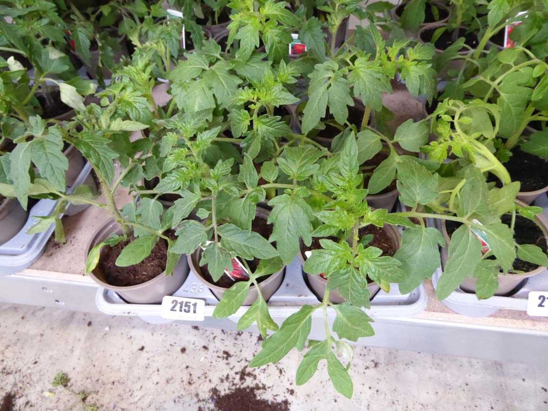 Tray containing 9 pots of mixed variety tomato plants