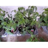 Tray containing 9 pots of mixed variety tomato plants