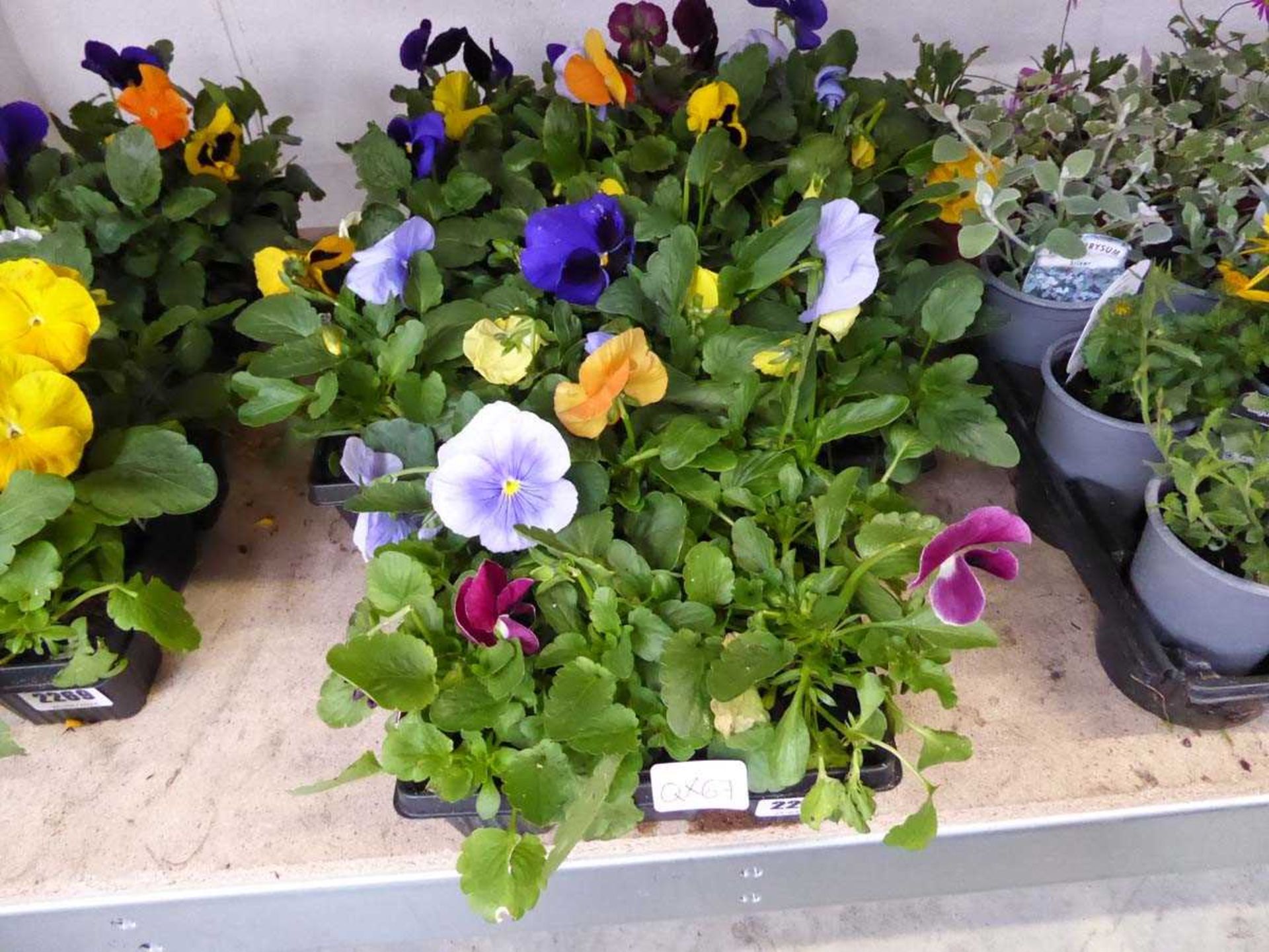 5 trays of pansies