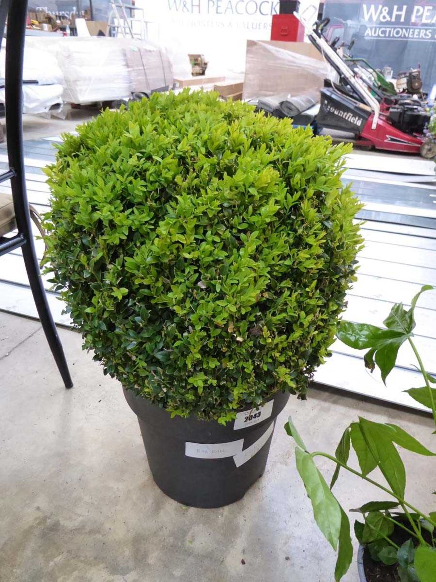 +VAT Large potted boxed ball shrub