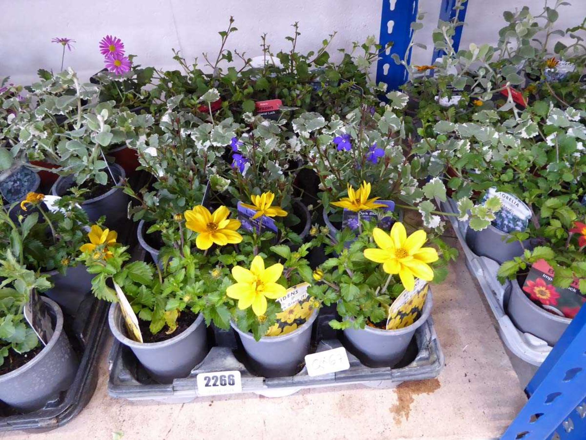 Tray containing 15 pots of mixed plants to include lobelia, brazen, helichrysum
