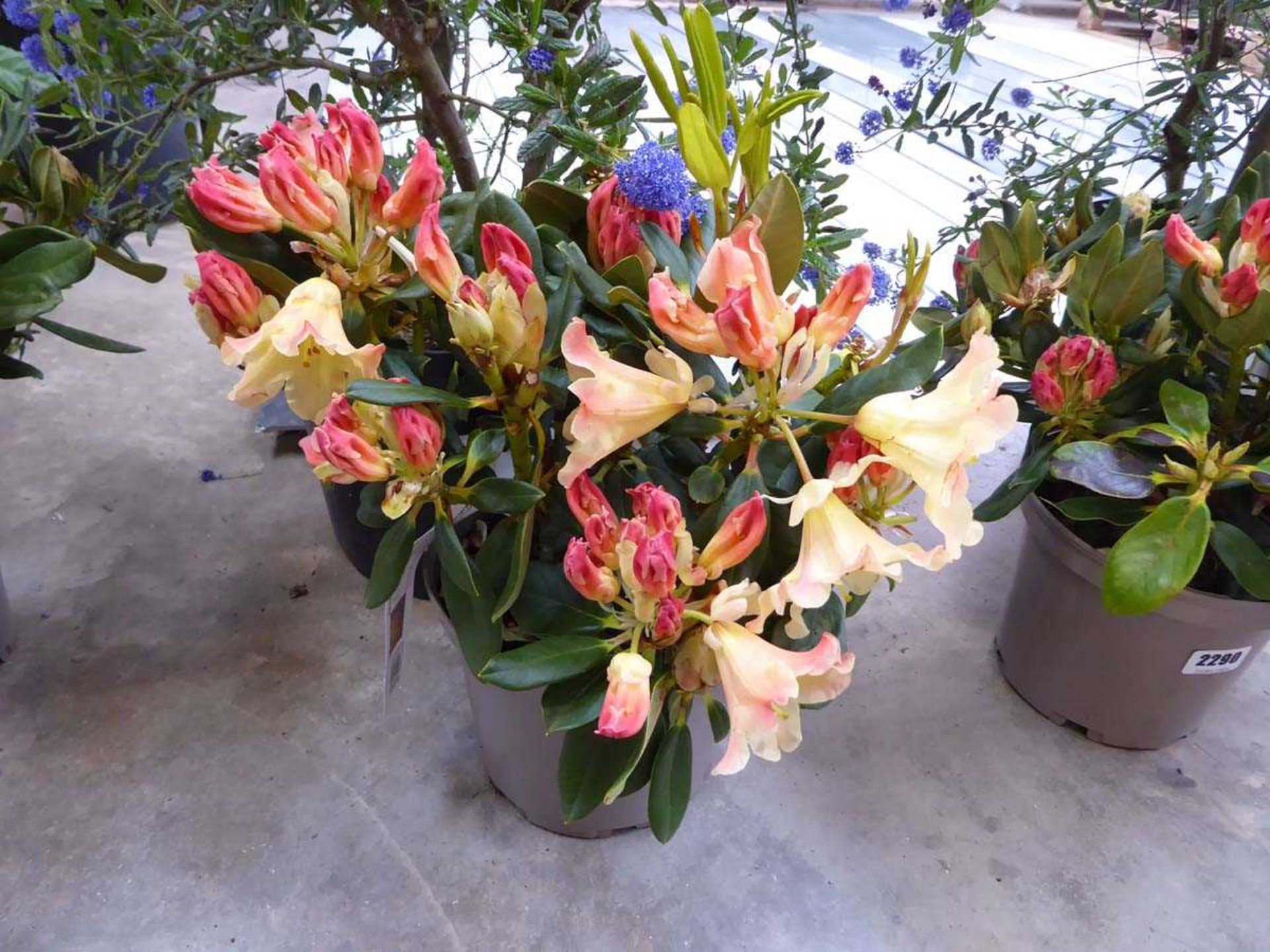 Potted Nancy Evans yellow flowering rhododendron