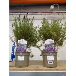 Pair of potted Knight of Passion French lavender
