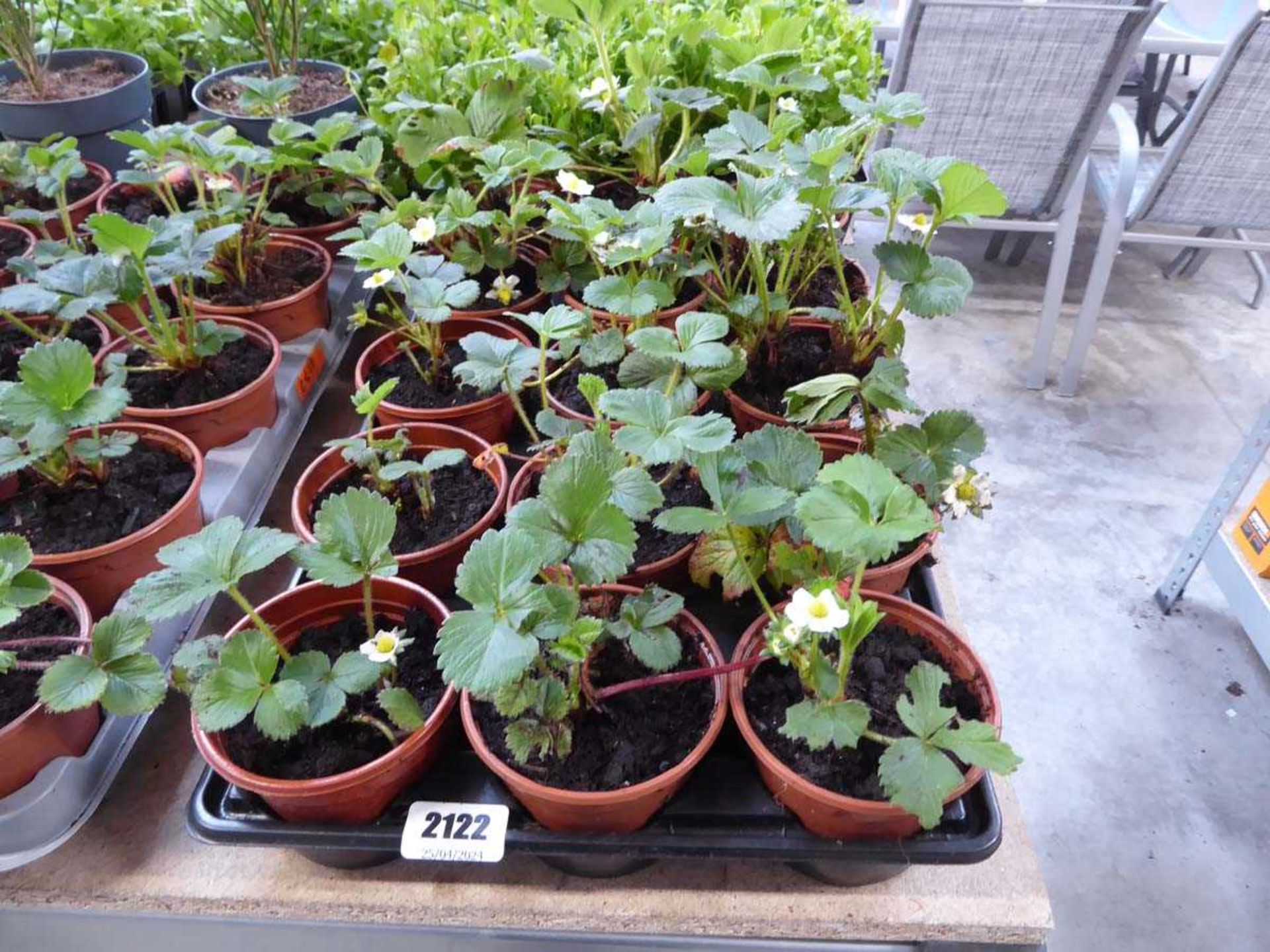 Tray containing 15 pots of strawberry plants