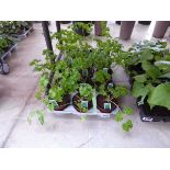 Tray containing 15 pots of curly leaf parsley