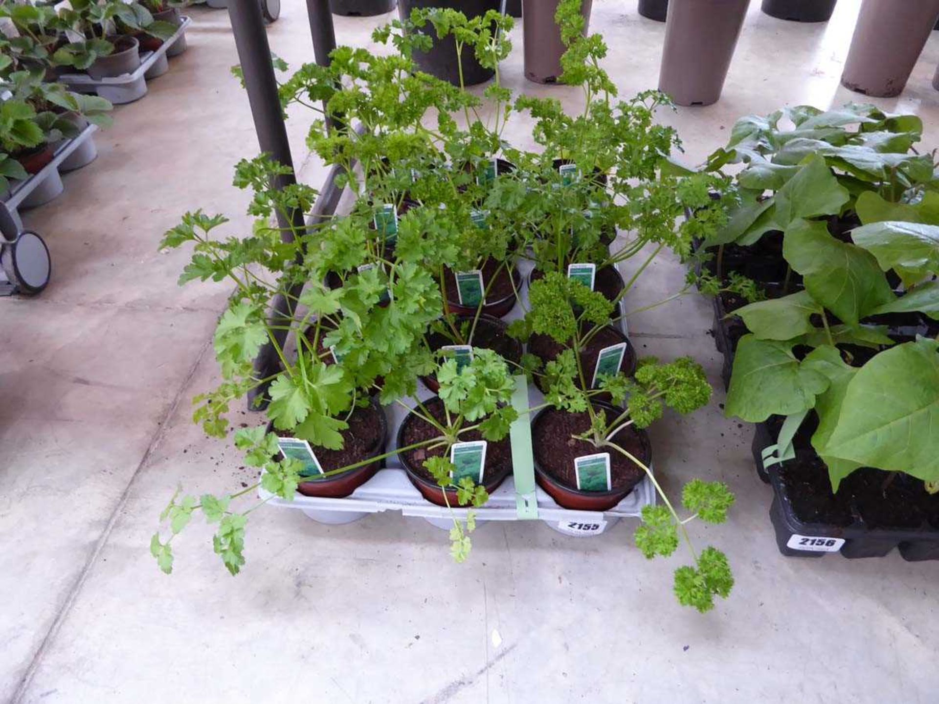 Tray containing 15 pots of curly leaf parsley
