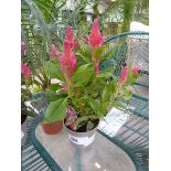 +VAT Potted Celosia