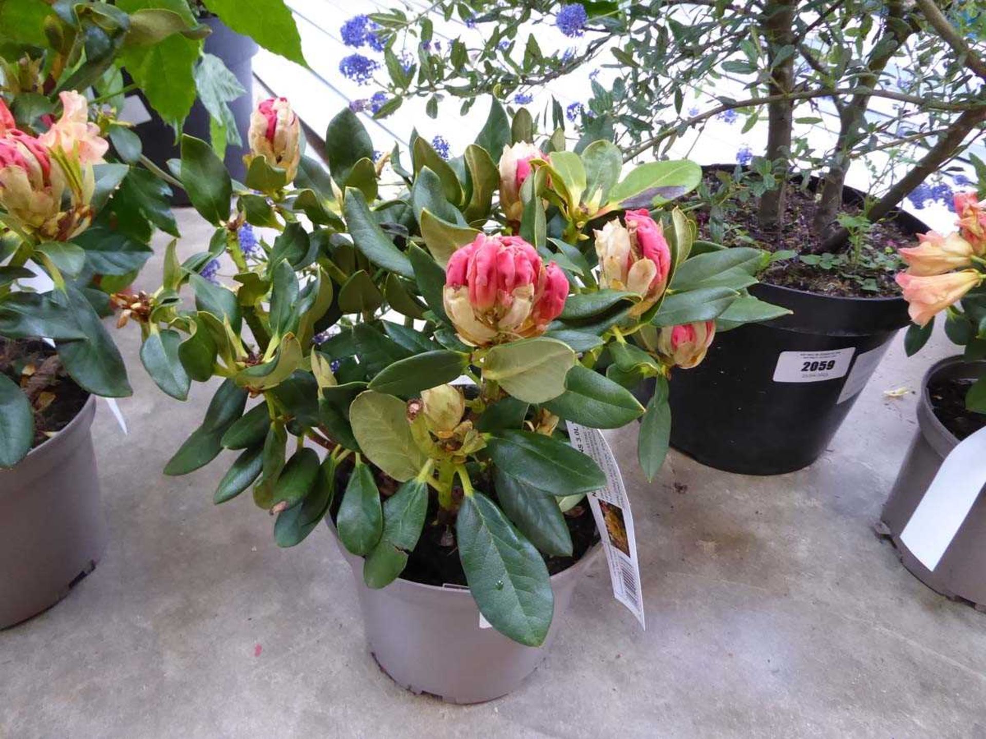 Potted Nancy Evans yellow flowering rhododendron