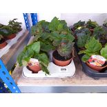 Tray containing 8 pots of Non Stop begonia