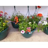 Pair of pre-planted hanging baskets containing mixed plants