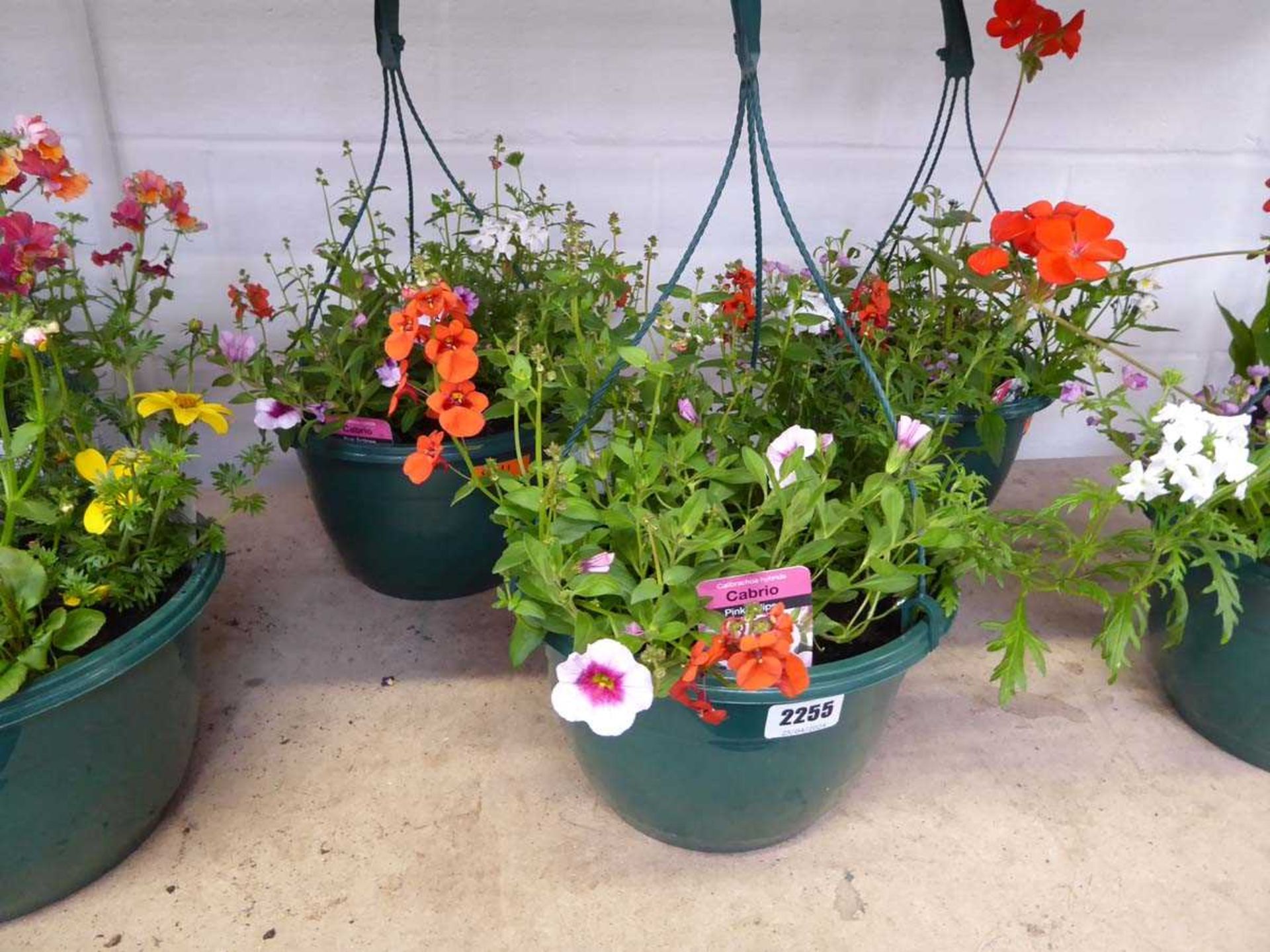 Pair of pre-planted hanging baskets containing mixed plants