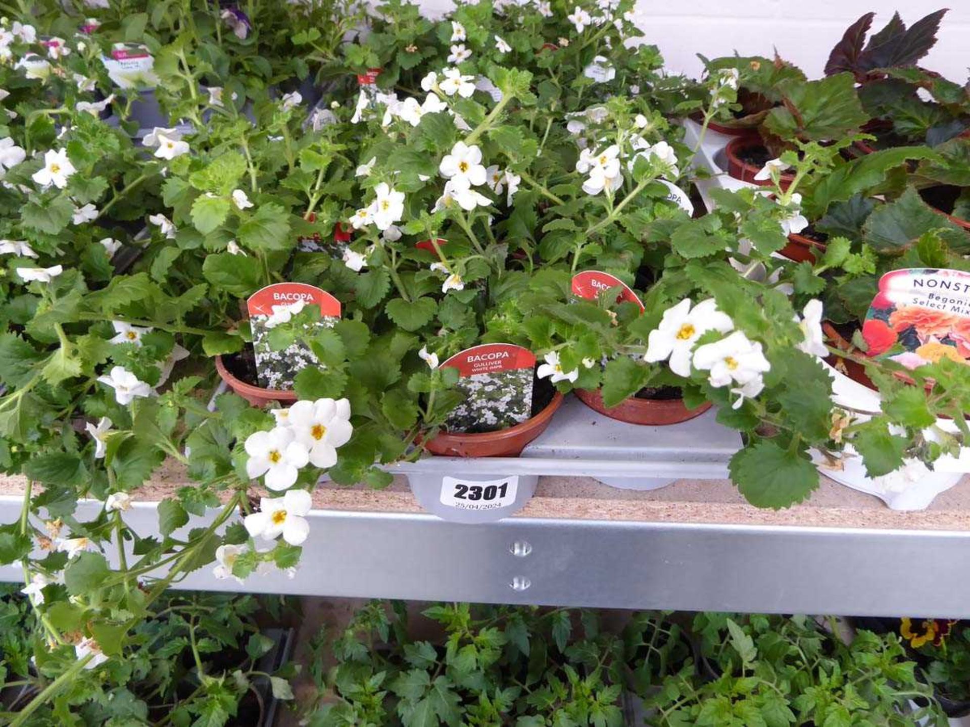 Tray containing 9 pots of white Gulliver Bacopa