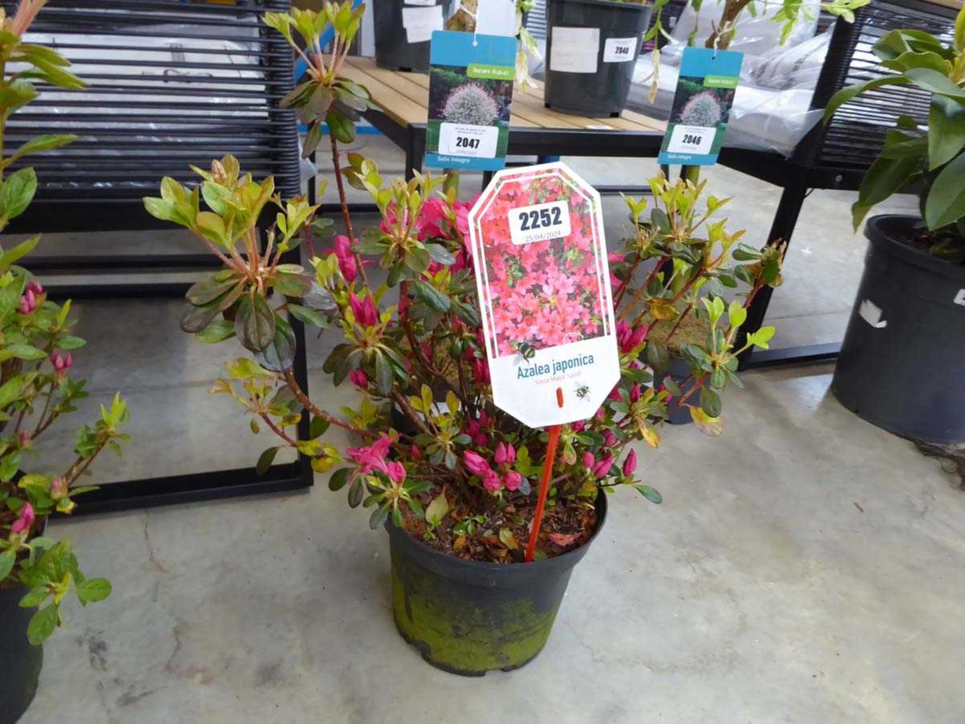 Potted pink flowering Azalea Japonica