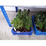 Tray containing 9 pots of broad beans