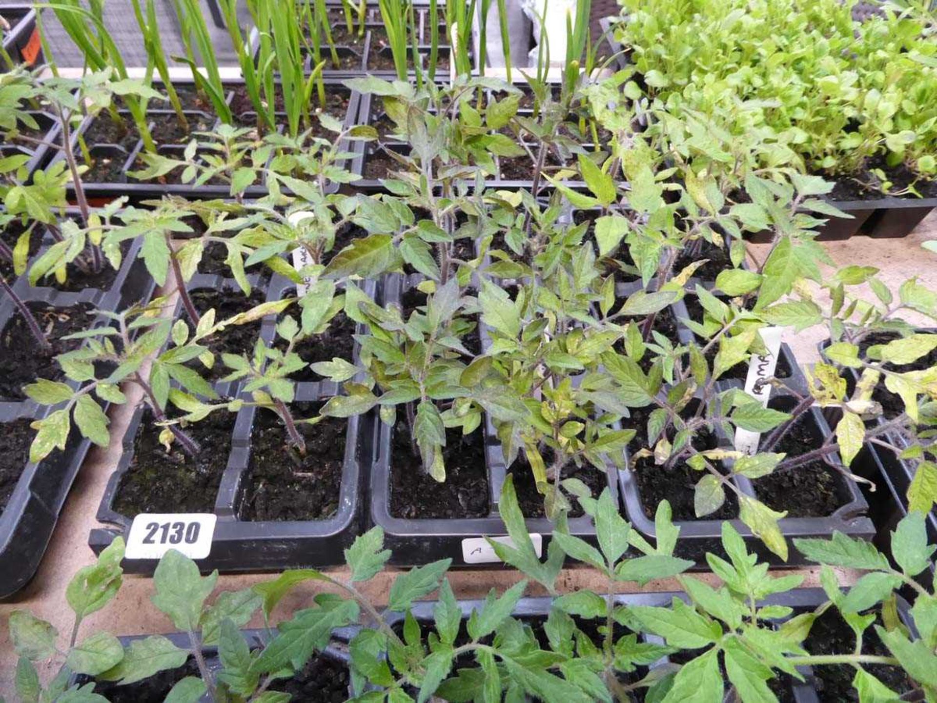 1 tray of mixed tomato plants to include varieties such as roma, golden sunrise and money maker