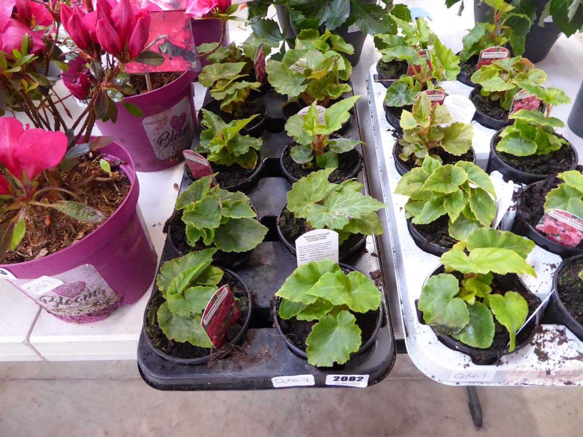 Tray containing 10 pots of trailing begonias