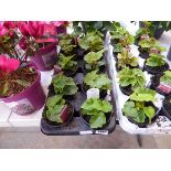 Tray containing 10 pots of trailing begonias