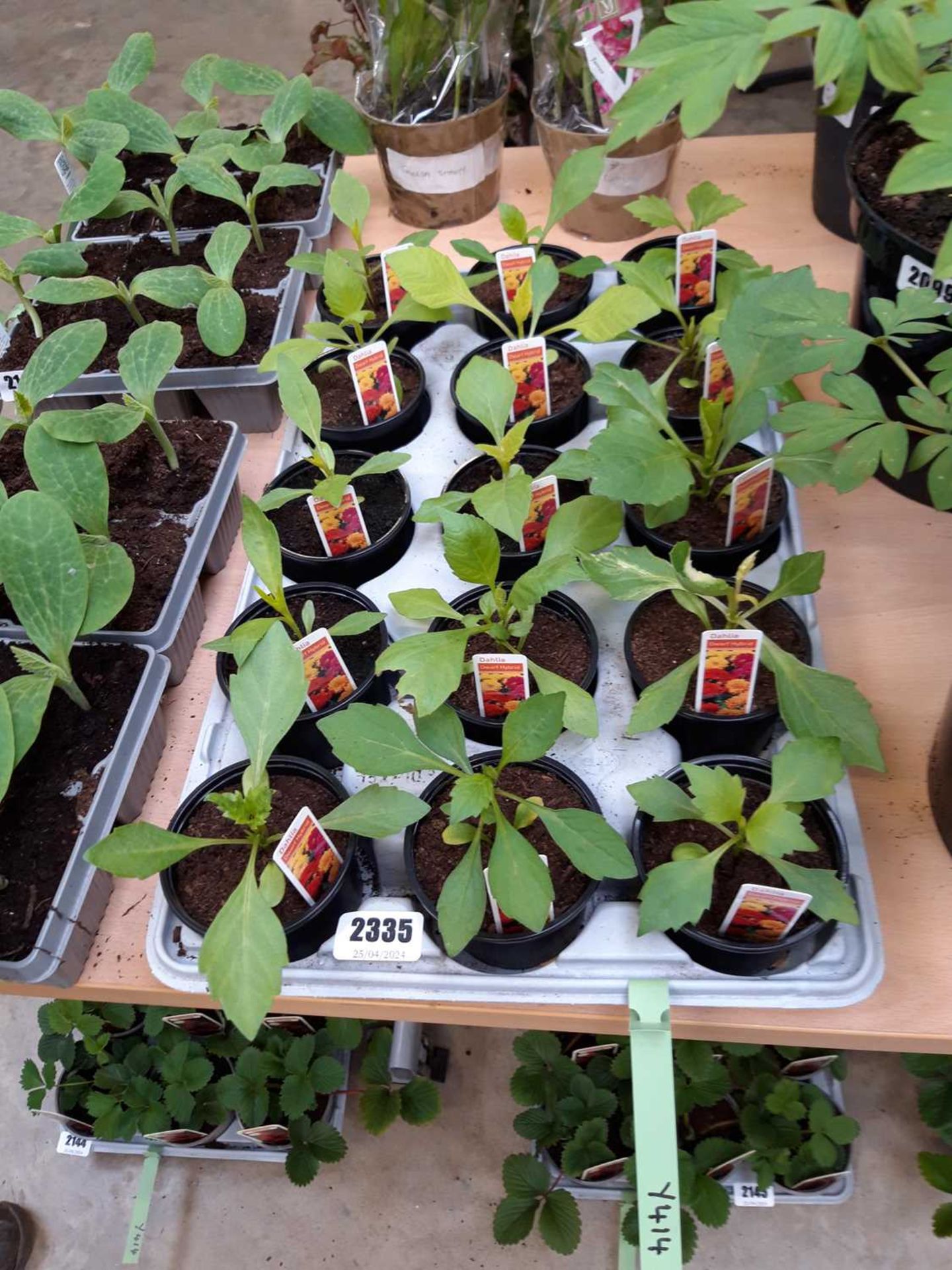 Tray of 15 dahlia plants