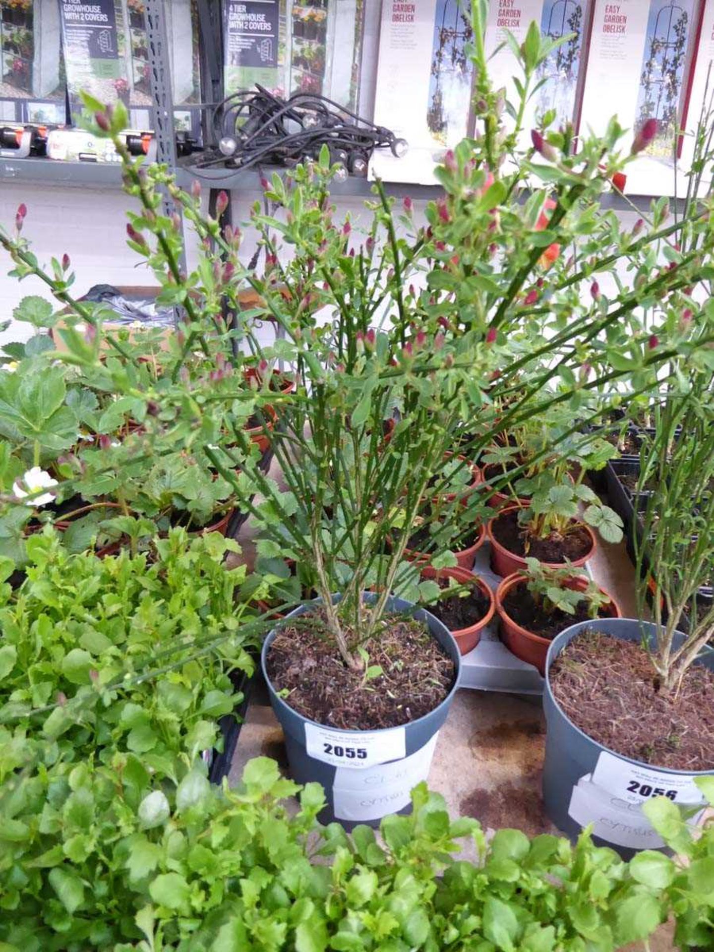 +VAT Potted cytisus