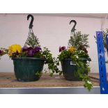 Pair of pre-planted hanging baskets of mixed plants