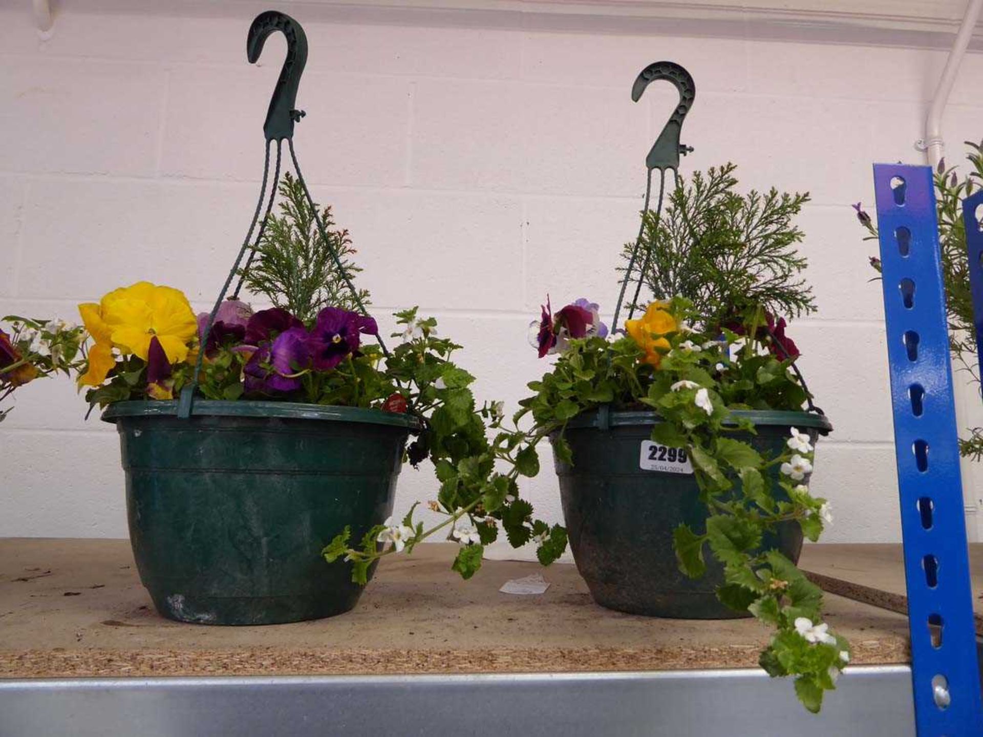 Pair of pre-planted hanging baskets of mixed plants