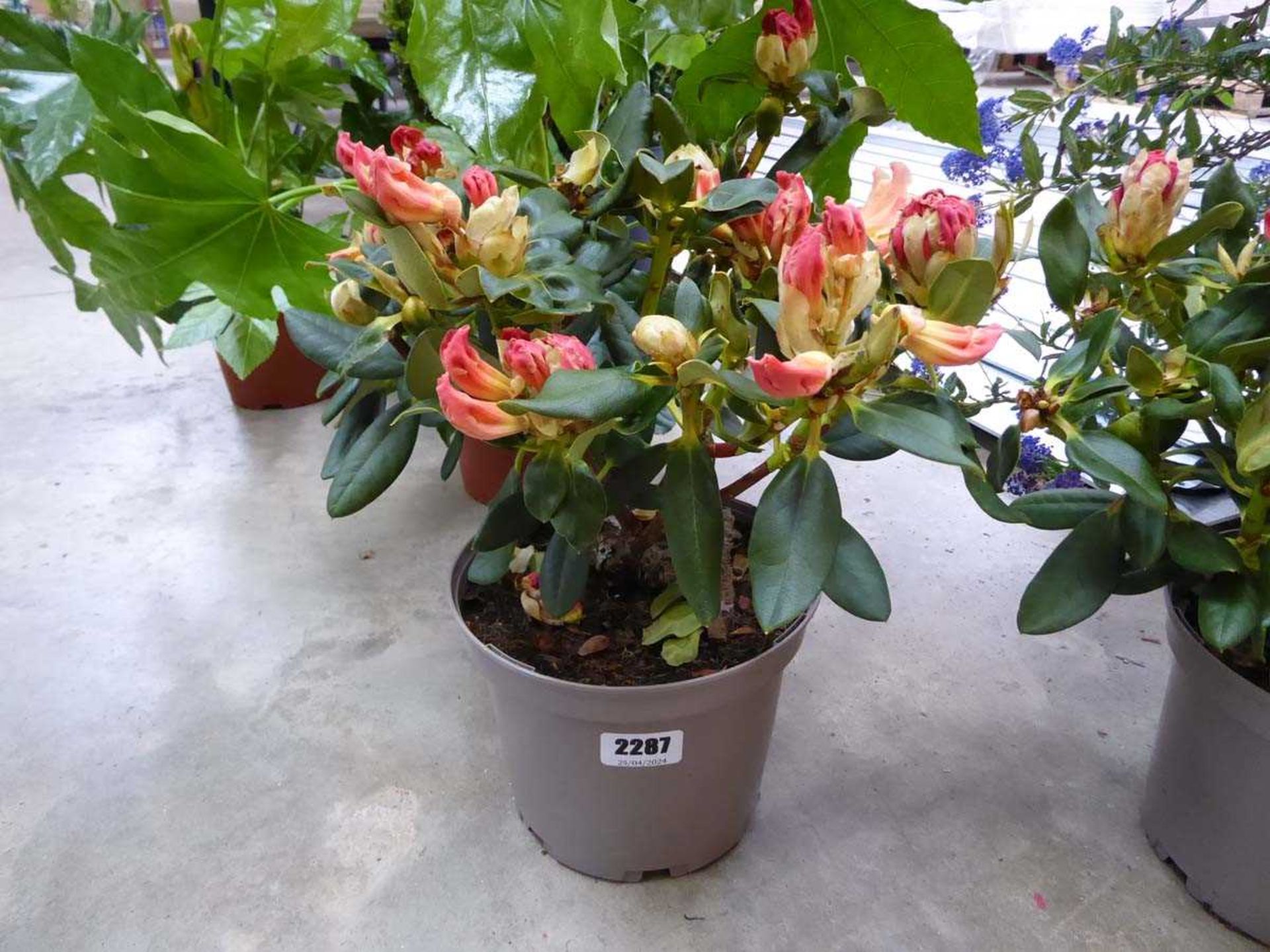 Potted Nancy Evans yellow flowering rhododendron