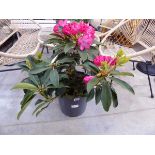 Large potted pink and white flower rhododendron