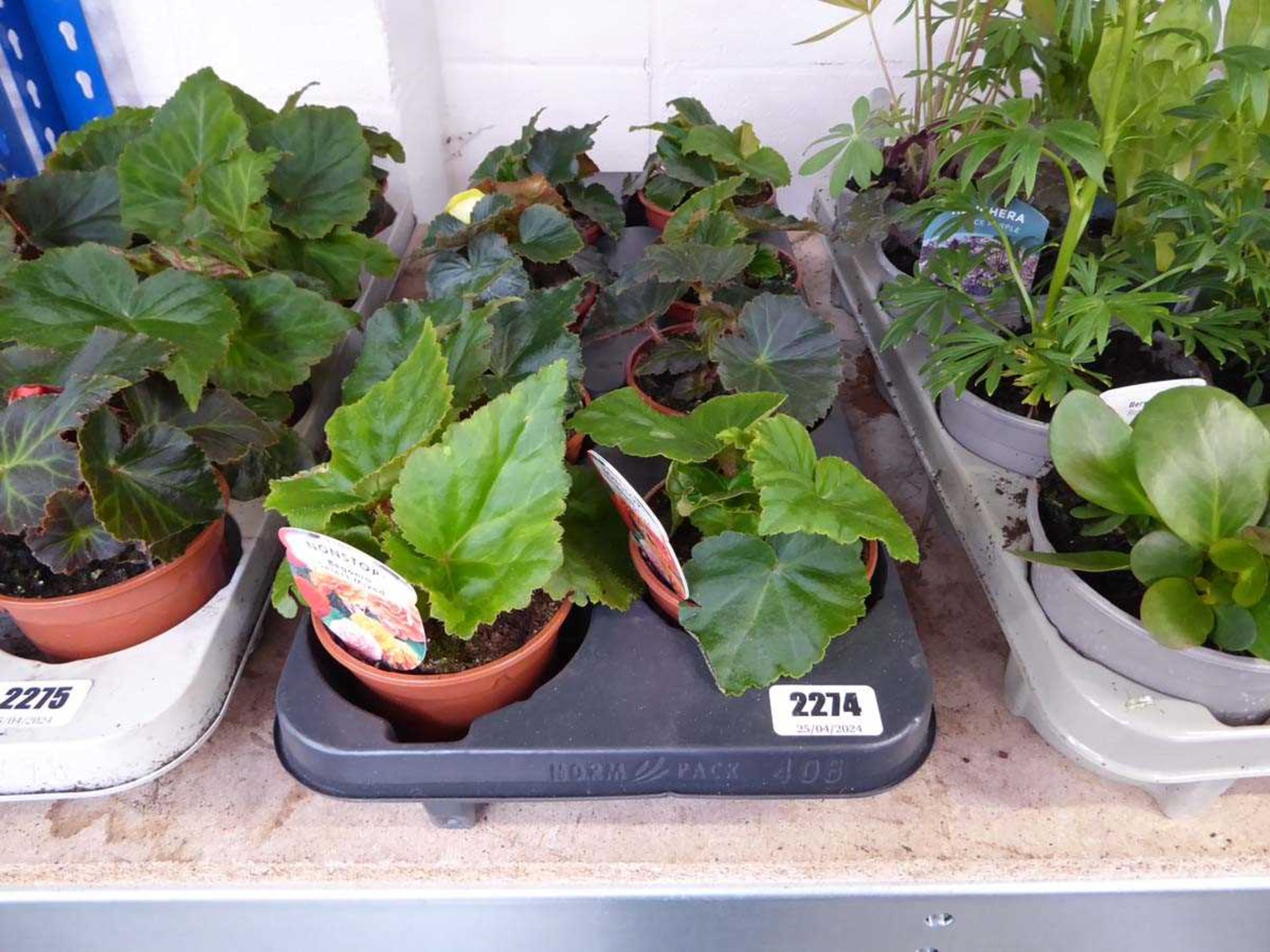 Tray containing 8 pots of Non Stop begonia