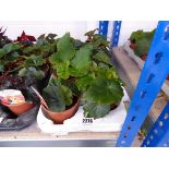 Tray containing 8 pots of Non Stop begonia