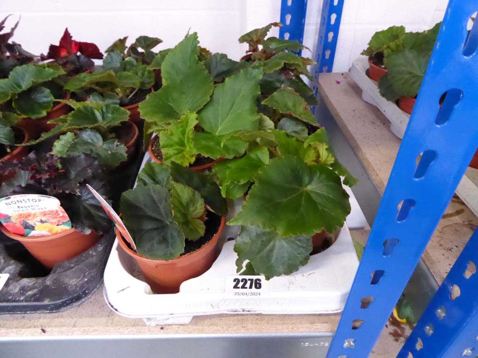 Tray containing 8 pots of Non Stop begonia