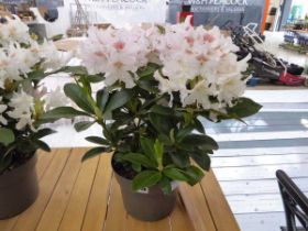 White potted ornamental rhododendron