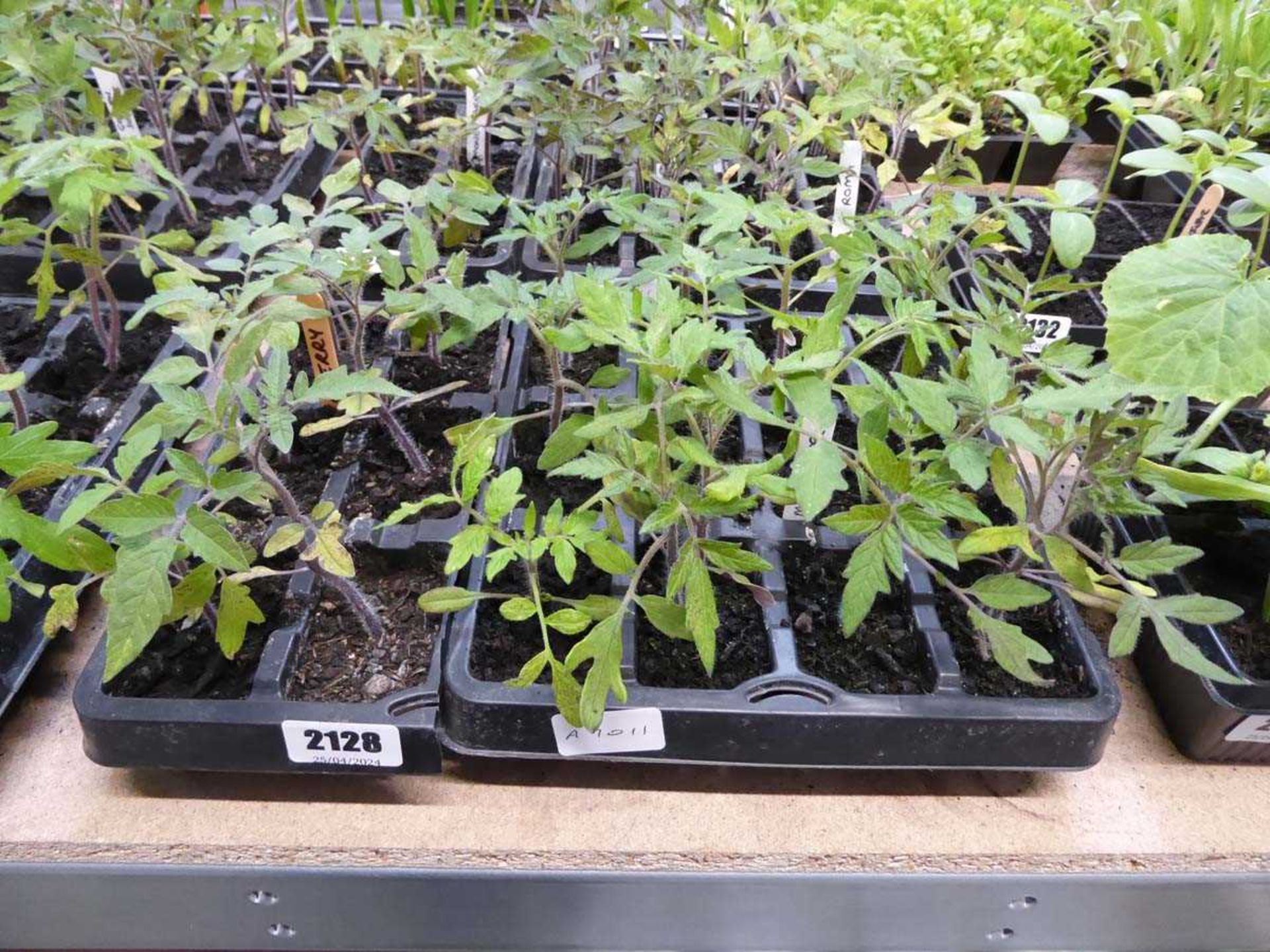 1 tray of mixed tomato plants to include varieties such as cherry and money maker