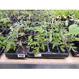 1 tray of mixed tomato plants to include varieties such as cherry and money maker