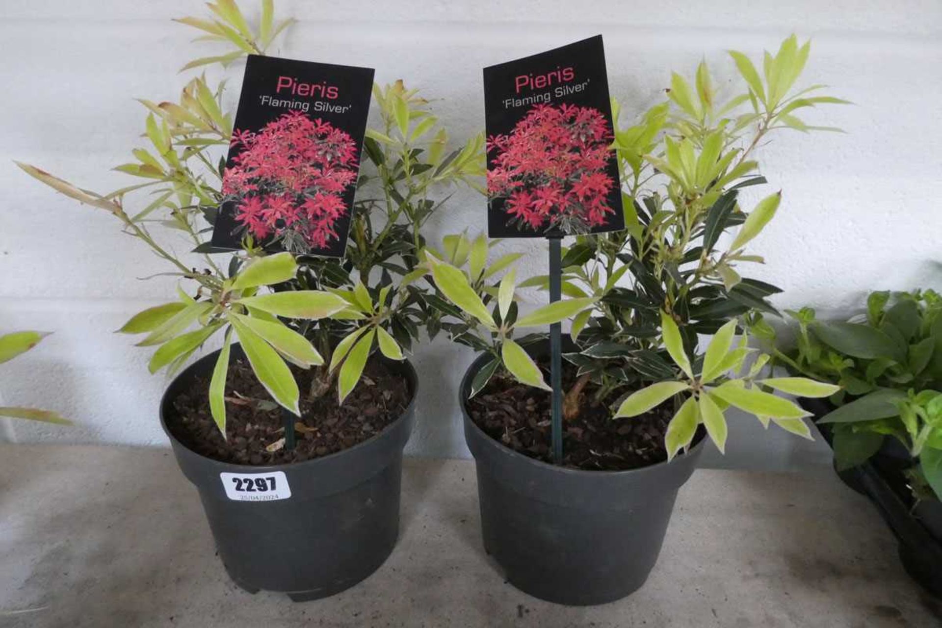 Pair of potted Flaming Silver Pieris