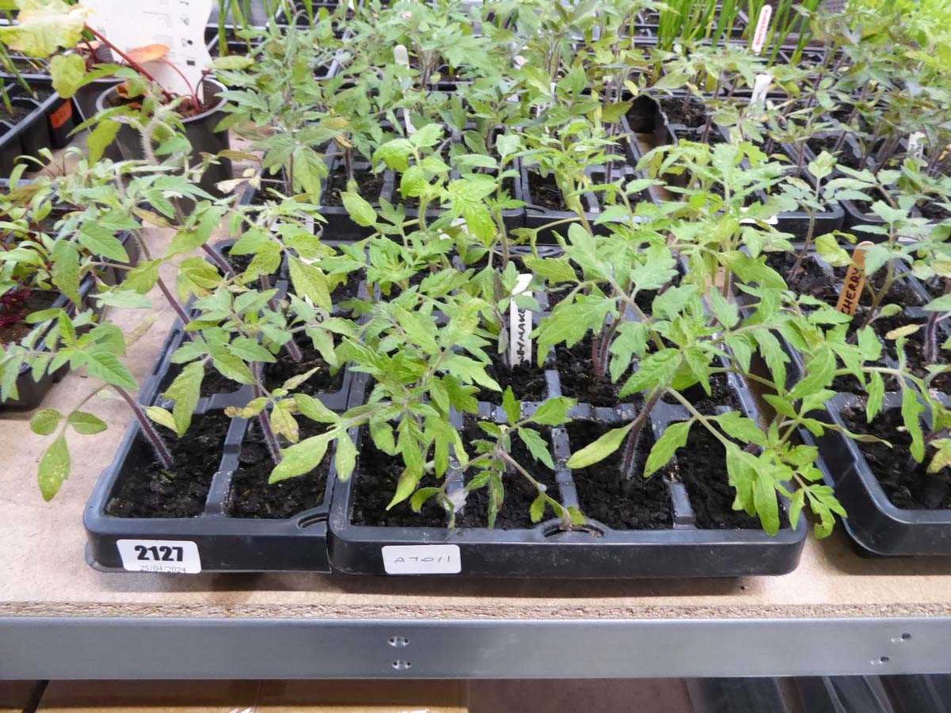 1 tray of mixed tomato plants to include varieties such as cherry and money maker