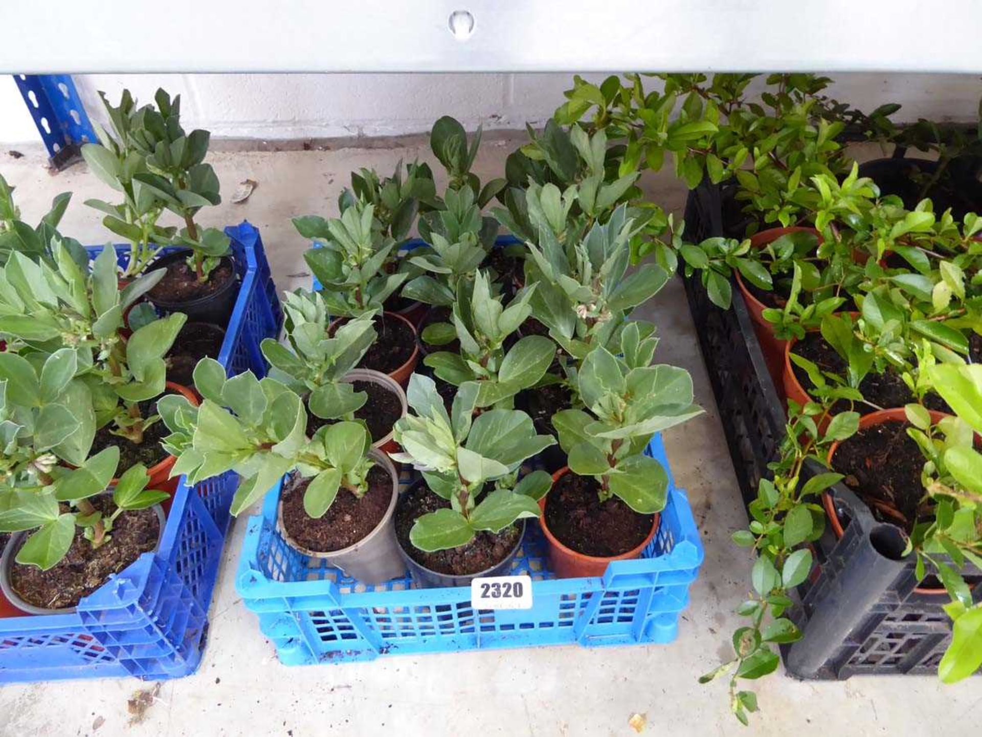 Tray containing 9 pots of broad beans